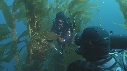KELP, PLONGEURS