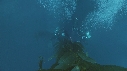 KELP, PLONGEURS