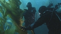 KELP, PLONGEURS