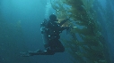 KELP, PLONGEURS