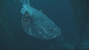 RAIE TORPILLE, KELP
