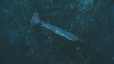 RAIE TORPILLE, KELP