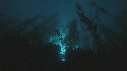 KELP, PLONGEURS