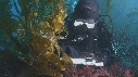 KELP, PLONGEURS