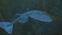 RAIE TORPILLE, KELP