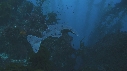 RAIE TORPILLE, KELP