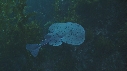 RAIE TORPILLE, KELP