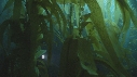 KELP, PLONGEURS