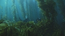 KELP, PLONGEURS