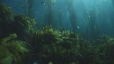 KELP, PLONGEUR