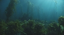 KELP, PLONGEUR