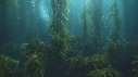 KELP, PLONGEUR
