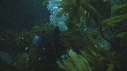 KELP, PLONGEUR, GARIBALDI