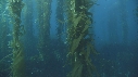 KELP, PLONGEUR