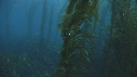 KELP, PLONGEURS
