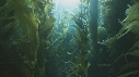 KELP, PLONGEURS