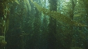 KELP, PLONGEURS