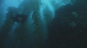 KELP, PLONGEUR, REQUIN MORT