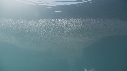 KRILL