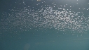 KRILL