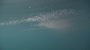 KRILL