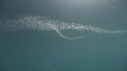 KRILL