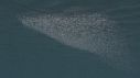 KRILL