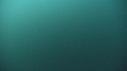BALEINE BLEUE