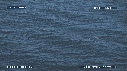 BALEINE BLEUE