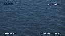 BALEINE BLEUE, BALEINEAU