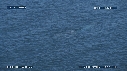 BALEINE BLEUE