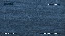 BALEINE BLEUE