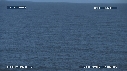 BALEINE BLEUE