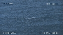 BALEINE BLEUE