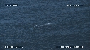 BALEINE BLEUE