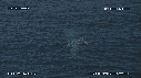 BALEINE BLEUE