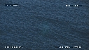BALEINE BLEUE