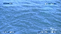 BALEINE BLEUE