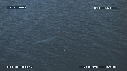 BALEINE BLEUE