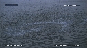 POISSONS, OISEAUX