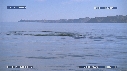 BALEINE BLEUE, DAUPHINS