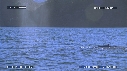 BALEINE BLEUE
