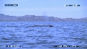 BALEINE BLEUE, BALEINEAU