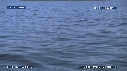 BALEINE BLEUE