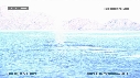 BALEINE BLEUE