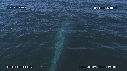 BALEINE BLEUE