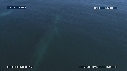 RORQUAL COMMUN