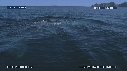 BALEINE BLEUE