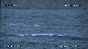 BALEINE BLEUE
