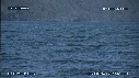 BALEINE BLEUE